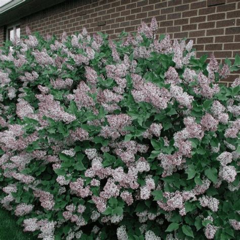 Miss Kim Lilac - Plant Guide