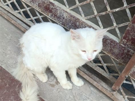 Turkish Angora - Pet Bazaar