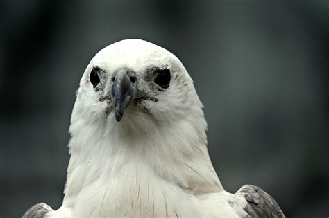 Brahminy Kite Bird Animal Of - Free photo on Pixabay - Pixabay