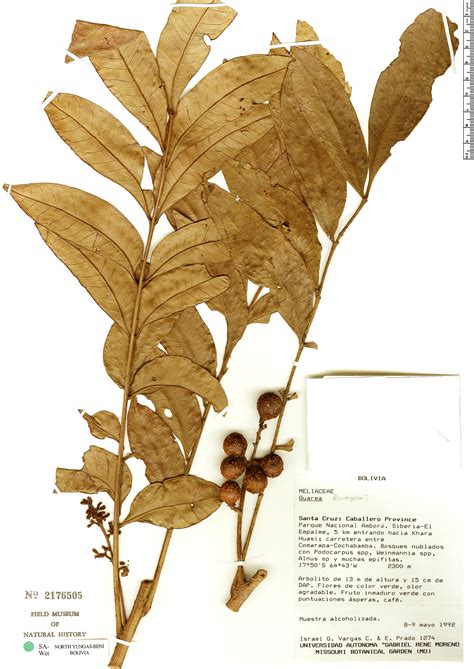 Ruagea subviridiflora | Rapid Reference | The Field Museum