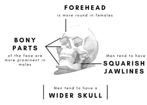 Drawing Male Vs Female Faces Binge Drawing