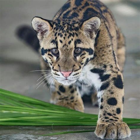 Clouded leopard | Clouded leopard, Wild cats, Pretty animals