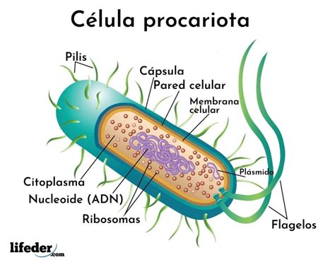 Tipos de células y sus características eucariotas y procariotas