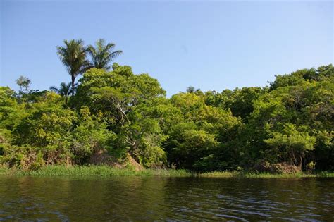 Ancient settlements in the Amazon | A Moment of Science - Indiana ...