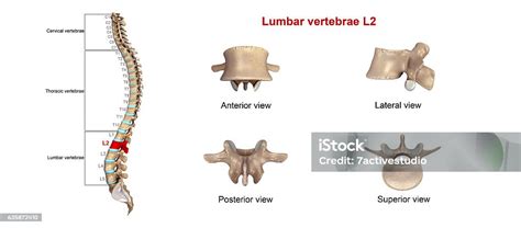 Lumbar Vertebrae L2 Stock Photo - Download Image Now - Human Vertebra ...