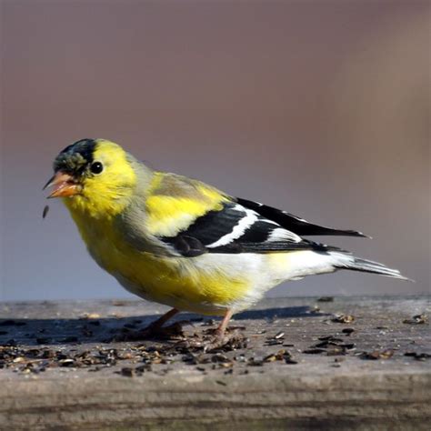 American Goldfinch: State Bird of New Jersey- New Jersey Bird Photos