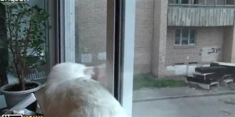 Newlyweds Goofing Around In The Kitchen While Being Naked Tnaflix