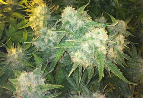 Bud Babe Critical White CNNBS Nl