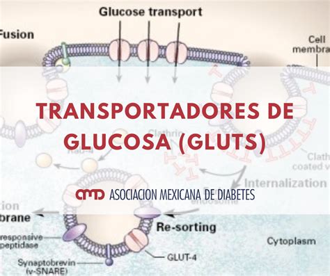 TRANSPORTADORES DE GLUCOSA GLUTS