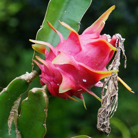 Muda De Pitaya Vermelha Enraizada Org Nica Para Vaso Mercado Livre