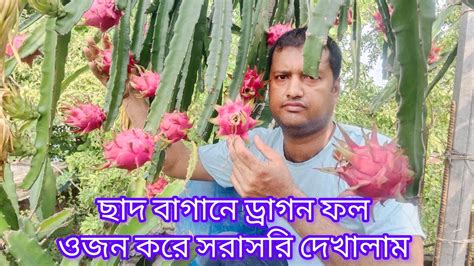 গড় ৩০০ থেকে ৪০০ গ্রামড্রাগন ফলআমার ছাদ বাগানে। চারা ও ফলের জন্য