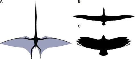 Azhdarchid Wing Shape A Reconstructed Planform Of Quetzalcoatlus