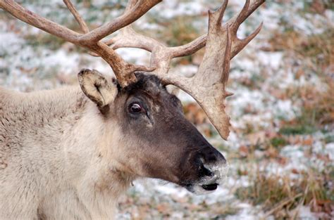 Province Supports Conservation And Recovery Of Boreal Caribou In Manitoba