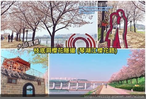 韓國春季慶典懶人包｜2025櫻花花開預測～各地油菜花賞櫻景點 總整理 我在前往韓國旅遊的路上