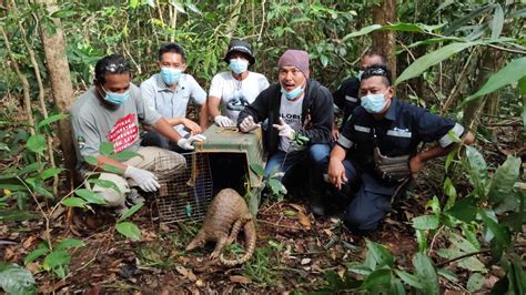 Satwa Liar Trenggiling Dan Musang Pandan Dilepasliarkan Ke Hutan