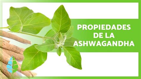 Beneficios De La Ashwagandha 🌿 Propiedades Cómo Tomarla Y Contraindicaciones