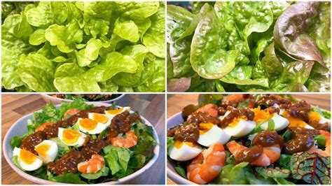 Ăn nhanh kẻo muộn p3 thu hoạch xà lách làm salad chia sẻ cách kích