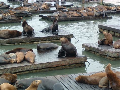 Sea lions at Fisherman's Wharf, San Francisco | Fishermans wharf, Sea ...