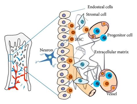 The Model Of Hscs Niche The Hematopoietic Niches Are Where Download Scientific Diagram