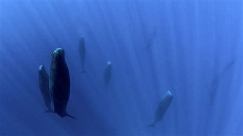 Sperm Whales The Biggest Toothed Predator Live Science