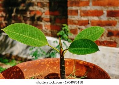 1,061 Plumeria seeds Images, Stock Photos & Vectors | Shutterstock