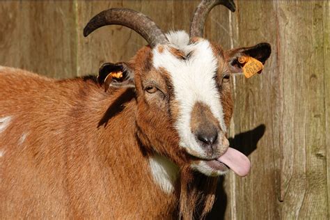 35 Funny Goat Pictures Youll Love Readers Digest