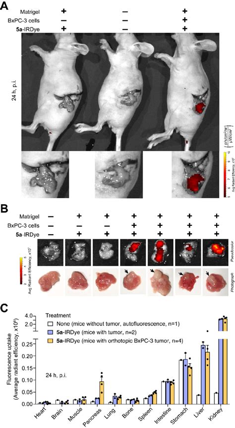 A Irdye Homes In On Orthotopically Implanted Bxpc Tumors Nu Nu Mice