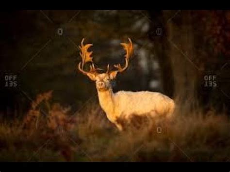 The Hunter Call Of The Wild Great One Fallow Deer 1 Hooded Glitch In