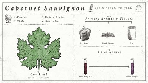 A Quick Guide to Cabernet Sauvignon – Conclusion Wines