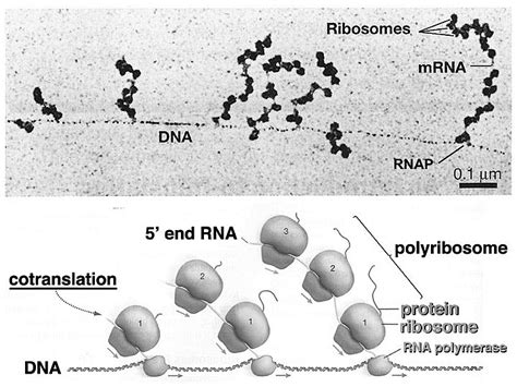 The Coordination Between Rna Polymerase And Ribosome In Bacteria Nature Portfolio Microbiology