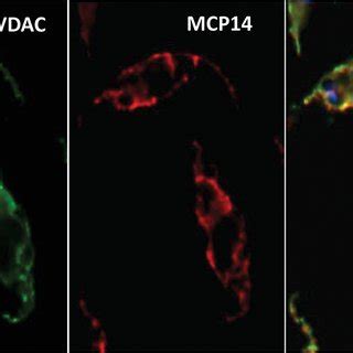 Localization Of TbMCP14 T Brucei Procyclic Forms Expressing