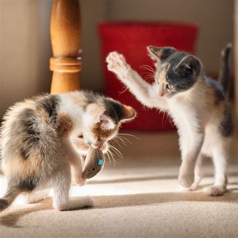 Hoe Spelen Katten Met Elkaar Ontdek Hun Speelse Interacties