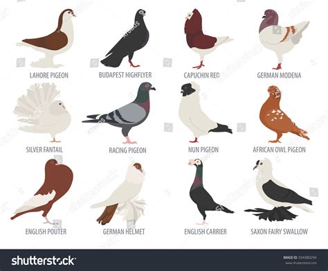 Poultry Farming Pigeon Breeds Icon Set Stock Vector (Royalty Free) 594380294 | Shutterstock