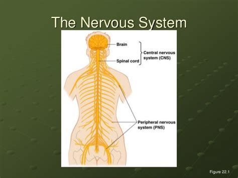 Diseases Of Nervous System