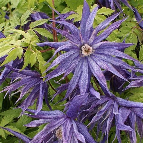 Buy Clematis Group Syn Clematis Macropetala Spike Clematis