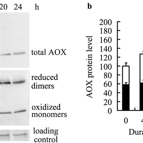 Effects Of SA On The AOX Protein Level AOX Protein Was Detected By