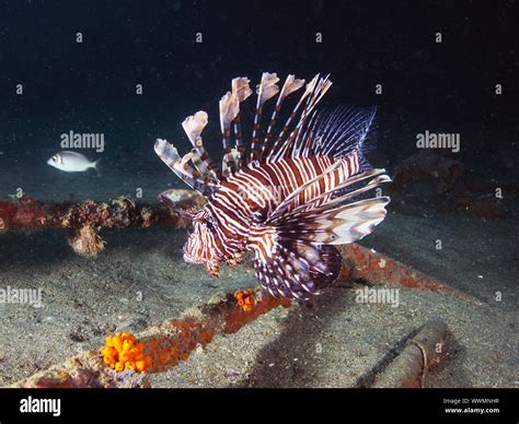 Reef Lionfish Hi Res Stock Photography And Images Alamy