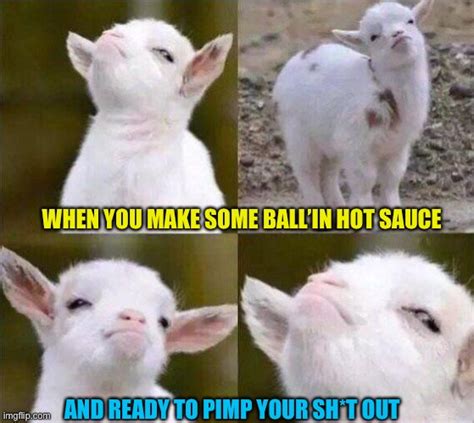 Smug Goat Memes - Imgflip