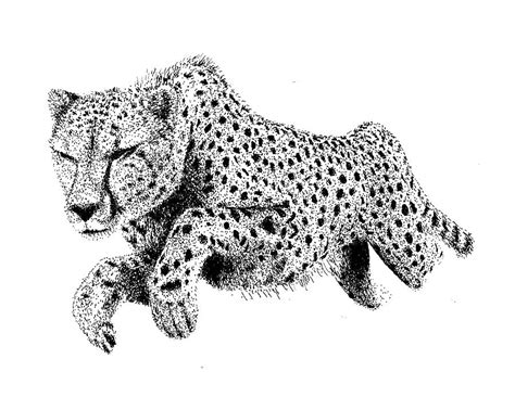 Cheetah Drawing By Scott Woyak