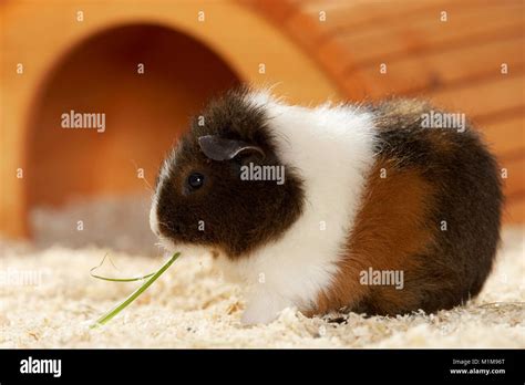 Rex Meerschweinchen Essen Gras Deutschland Stockfotografie Alamy