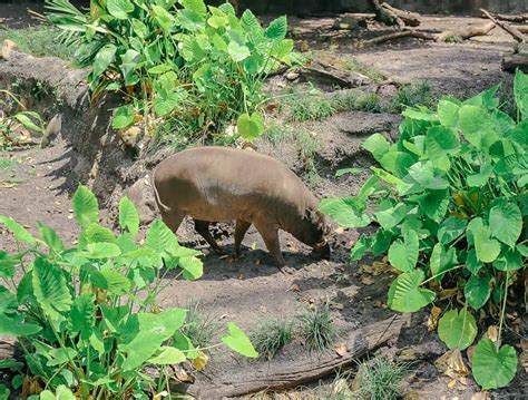 The Oasis Exhibits at Disney's Animal Kingdom