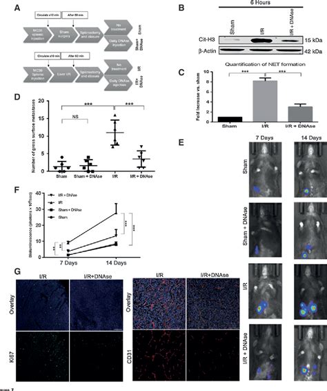 Pdf Neutrophil Extracellular Traps Promote The Development And