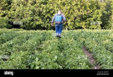 A Farmer Applying Insecticides To His Potato Crop Legs Of A Man In