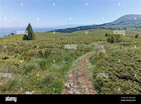 Summer Landscape Of Vitosha Mountain Near Kamen Del Peak Sofia City