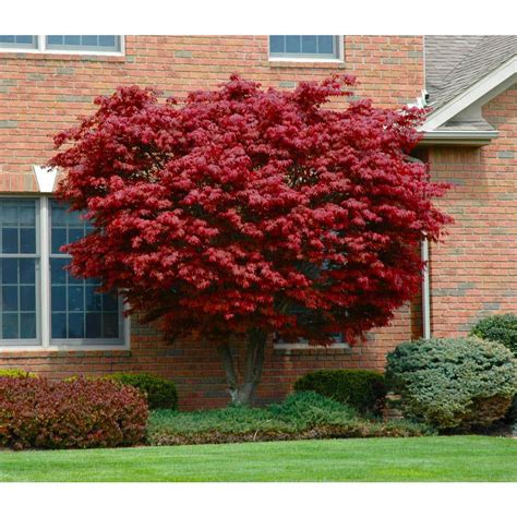 Online Orchards Gal Bloodgood Japanese Maple Tree Cold Hardy