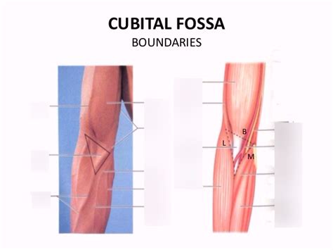 The Cubital Fossa And Potential Site Of Injury Diagram Quizlet