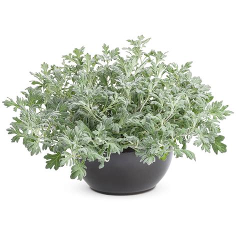 Silver Brocade Artemisia Plant Addicts