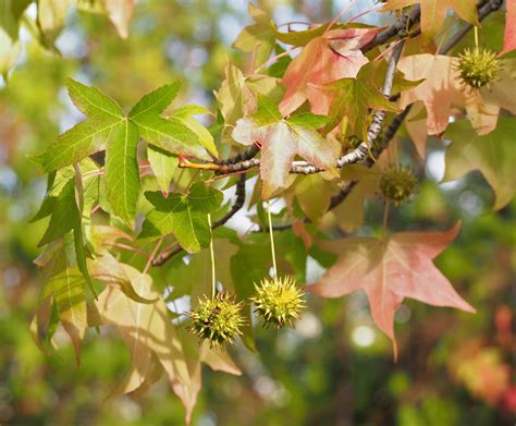 11 Trees And Shrubs That Like Wet Soil Plus Growing Tips Dengarden