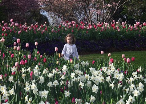 guide   dallas arboretum dfwchild