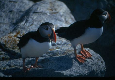 Puffins in Maine - Boat tours from Vinalhaven